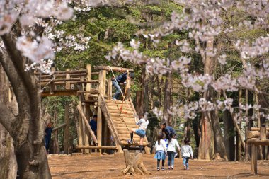 kiraz çiçeği Bahar Parkı