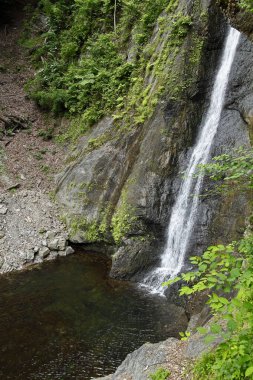 Ormanda güzel bir şelale