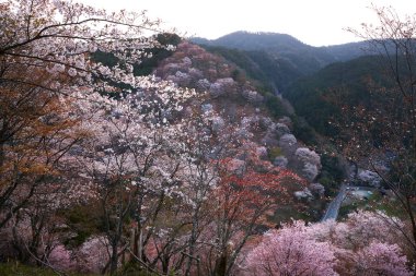 Yoshino Park, Japonya'da kiraz ağaçları ve çiçekler. Yoshino kiraz çiçeği sezonunda Hanami için çok popüler bir yerdir.