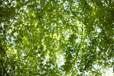 Yaz parkında güneş ışığında yeşil ağaçlar 