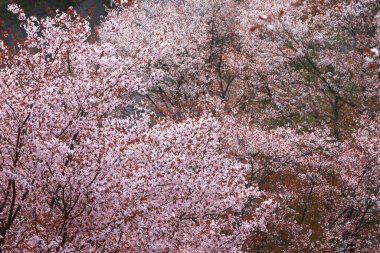 Yoshino Park, Japonya'da kiraz ağaçları ve çiçekler. Yoshino kiraz çiçeği sezonunda Hanami için çok popüler bir yerdir.