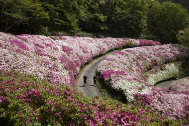 Pembe rhododendron çiçeği bahar parkında