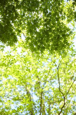 Yaz parkında güneş ışığında yeşil ağaçlar 