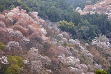 Yoshino Park, Japonya'da kiraz ağaçları ve çiçekler. Yoshino kiraz çiçeği sezonunda Hanami için çok popüler bir yerdir.