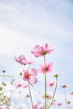Bahçedeki güzel pembe kozmos çiçekleri 