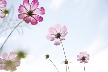Bahçedeki güzel pembe kozmos çiçekleri 
