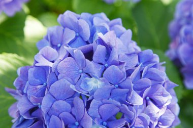 Bahçedeki ortancanın güzel mavi çiçeği.