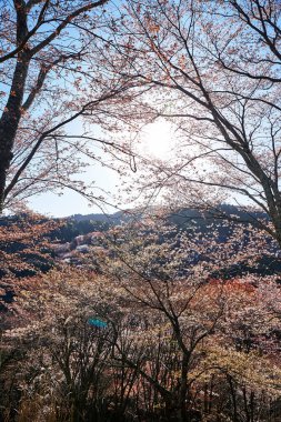 Yoshino Park, Japonya'da kiraz ağaçları ve çiçekler. Yoshino kiraz çiçeği sezonunda Hanami için çok popüler bir yerdir.
