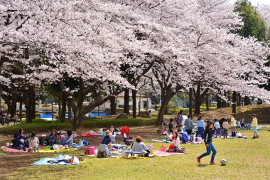Japon parkında kiraz ağaçlarının tadını çıkaran kalabalık. 