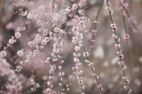 Paisagem Flores Cerejeira Japão — Fotografia de Stock