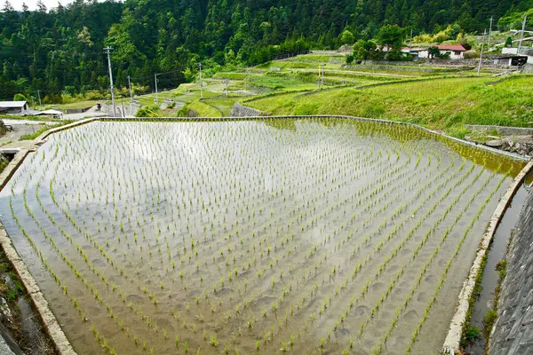 Krásný Výhled Rýžová Pole Dopoledních Hodinách Paddyho Pole Venkovská Asijská — Stock fotografie