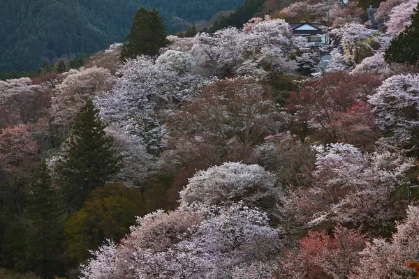 Yoshino kirazının manzarası, Nara Bölgesi