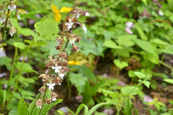 white and brown flowers in the garden, note shallow depth of field