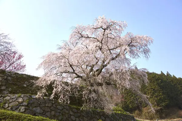 Yoshino kirazının manzarası, Nara Bölgesi