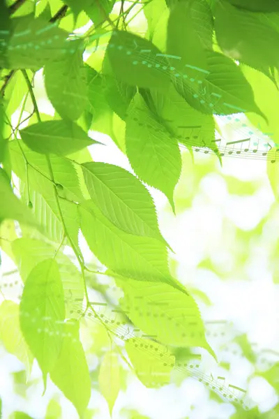 白い背景に美しい緑の葉 — ストック写真