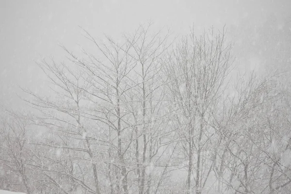 Drzewa Śniegu Parku Krajobraz Zimowy — Zdjęcie stockowe