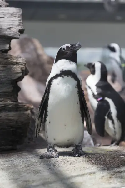 Vista Cerca Hermoso Lindo Pingüino Zoológico —  Fotos de Stock