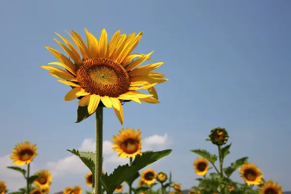 Mooie Gele Zonnebloemen Het Veld — Stockfoto