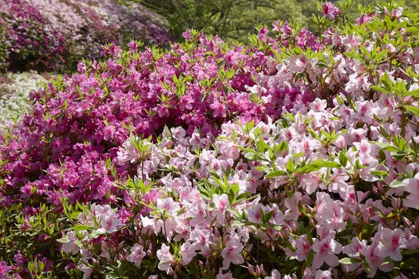 İlkbaharda parkta rhododendron