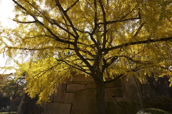 Árvores Coloridas Parque Autumnally Vista Diurna — Fotografia de Stock