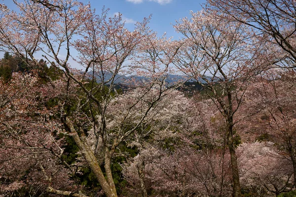 Yoshino Park, Japonya'da kiraz ağaçları ve çiçekler. Yoshino kiraz çiçeği sezonunda Hanami için çok popüler bir yerdir.