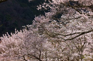 Yoshino Park, Japonya'da kiraz ağaçları ve çiçekler. Yoshino kiraz çiçeği sezonunda Hanami için çok popüler bir yerdir.