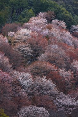 Yoshino Park, Japonya'da kiraz ağaçları ve çiçekler. Yoshino kiraz çiçeği sezonunda Hanami için çok popüler bir yerdir.