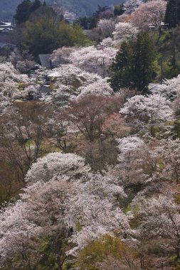Bahçede çiçek açan güzel ağaçlar. Güzel botanik fotoğrafı, doğal duvar kağıdı.                            