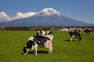 Japonya 'daki dağlarda otlayan bir inek sürüsü.