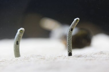 Denizin dibinde saklanan minik yaratıklar.