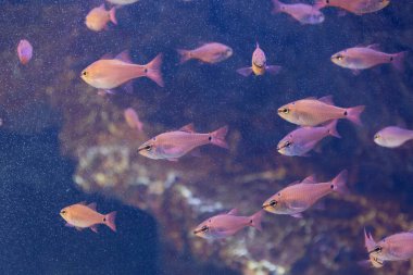 Akvaryumdaki tropikal balıkların güzel sualtı manzarası.            