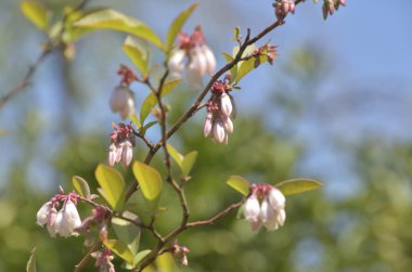 Bahçede çiçek açan ağaç. Kapat - kapat.