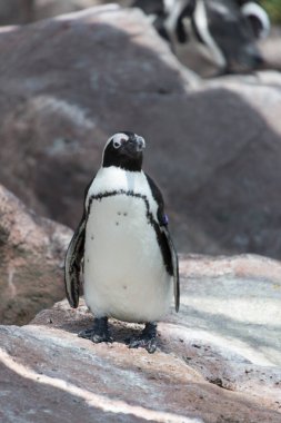 Hayvanat bahçesindeki güzel ve şirin penguen manzarası.