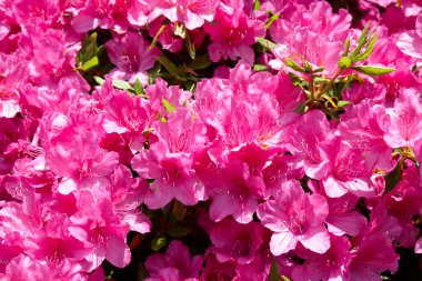 Yazın açan rhododendron çiçekleri