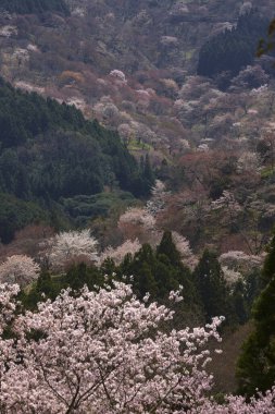 Yoshino Nara Japonya 'da kiraz çiçekleri