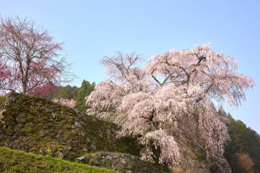 Yoshino Nara Japonya 'da kiraz çiçekleri