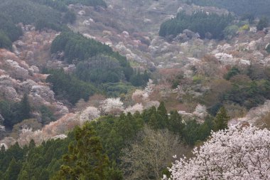 Yoshino Nara Japonya 'da kiraz çiçekleri