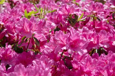 Bahçede Rhododendron çiçekleri.