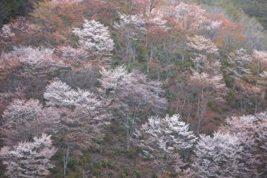 Yoshino Nara Japonya 'da kiraz çiçekleri