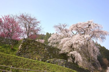 Yoshino Nara Japonya 'da kiraz çiçekleri