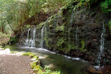 Ormanda güzel bir şelale