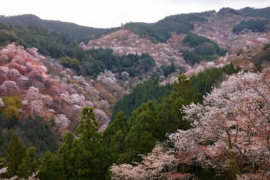 Yoshino Nara Japonya 'da kiraz çiçekleri