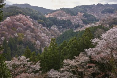 Yoshino Nara Japonya 'da kiraz çiçekleri