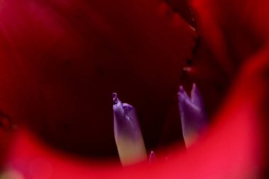 Su damlalı kırmızı lale