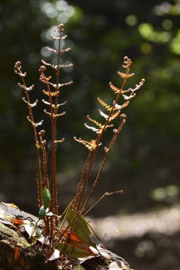 Ormanda yetişen güzel eğrelti otlarının yakın çekim görüntüsü..