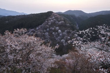 Yoshino Nara Japonya 'da kiraz çiçekleri