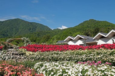 Dağları ve çiçekleri olan güzel bir manzara. 