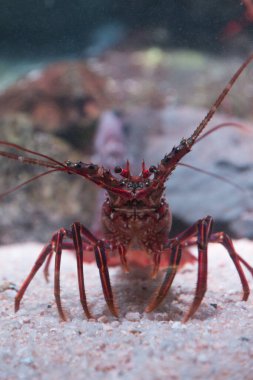 Kumlu okyanus tabanında dinlenen dikenli ıstakoz.