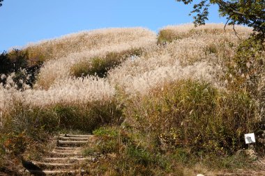 Kırsal alandaki güzel bir manzara.