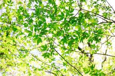 Yaz parkında güneş ışığında yeşil ağaçlar 